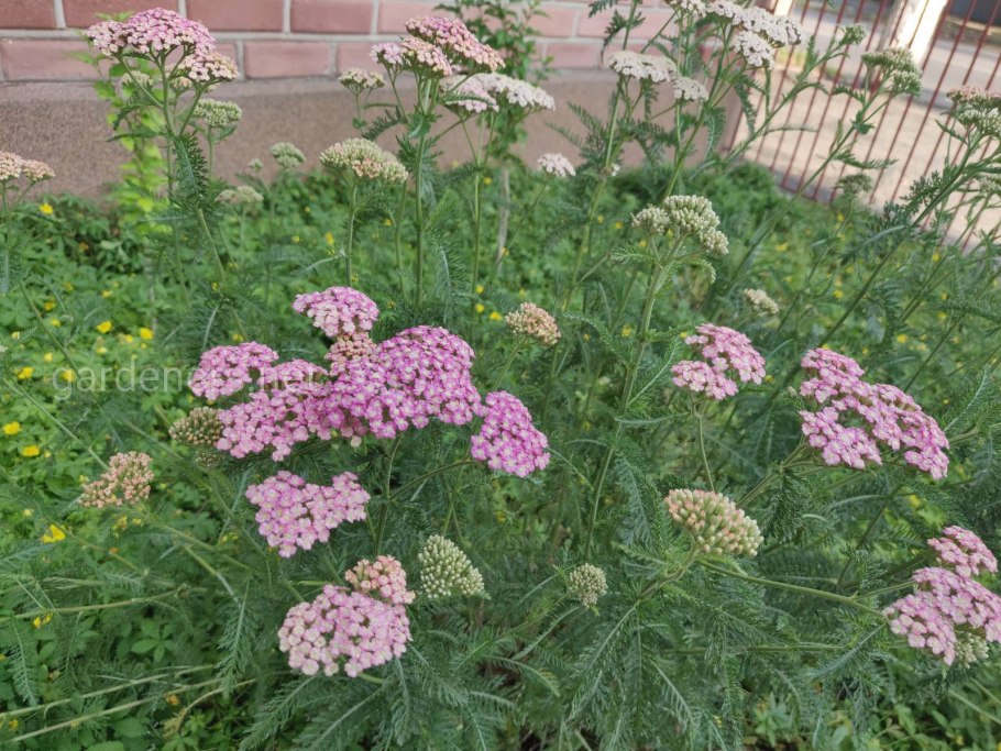Achillea setacea (тысячелистник