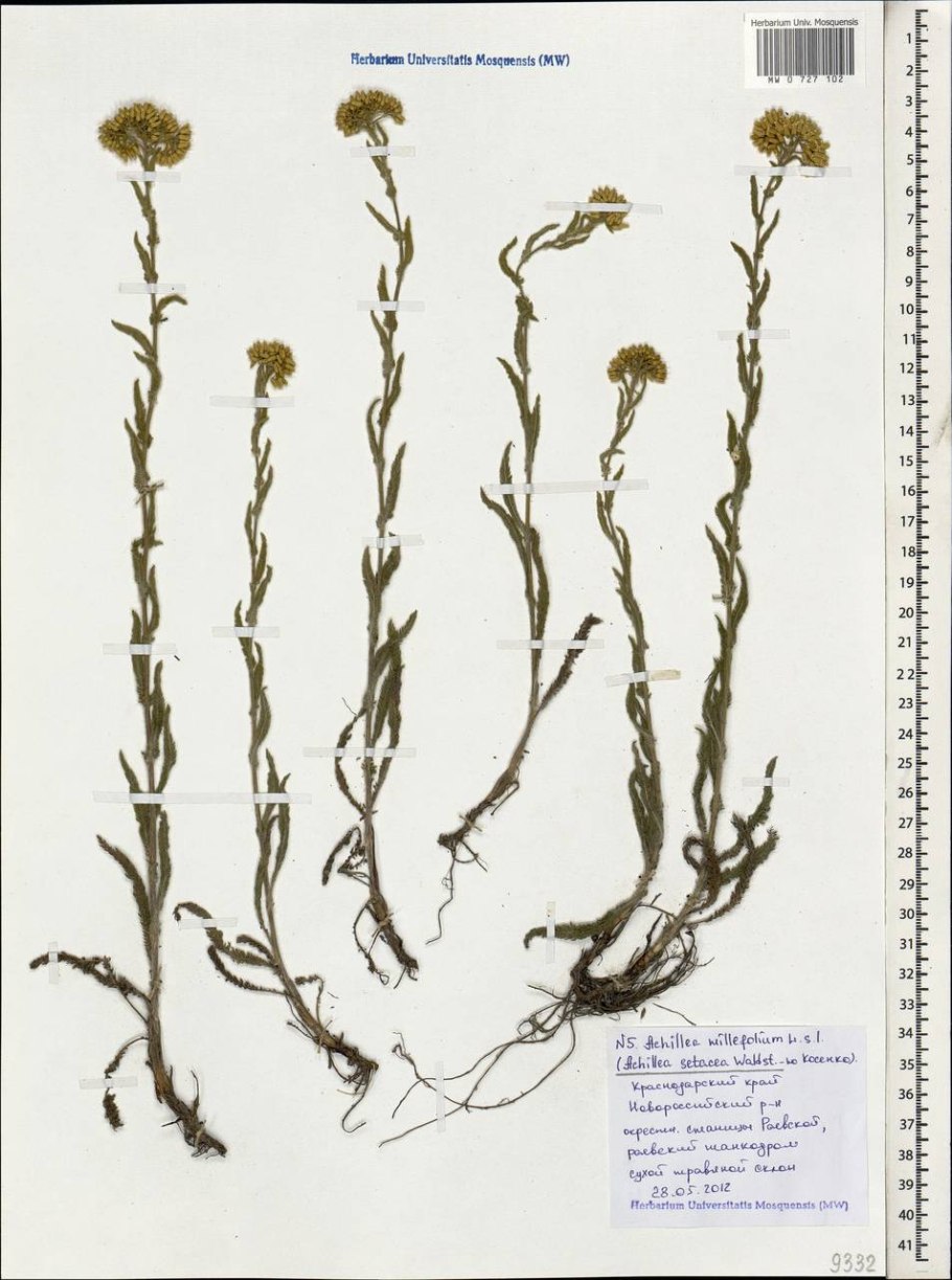 Тысячелистник (achilléamillefólium)