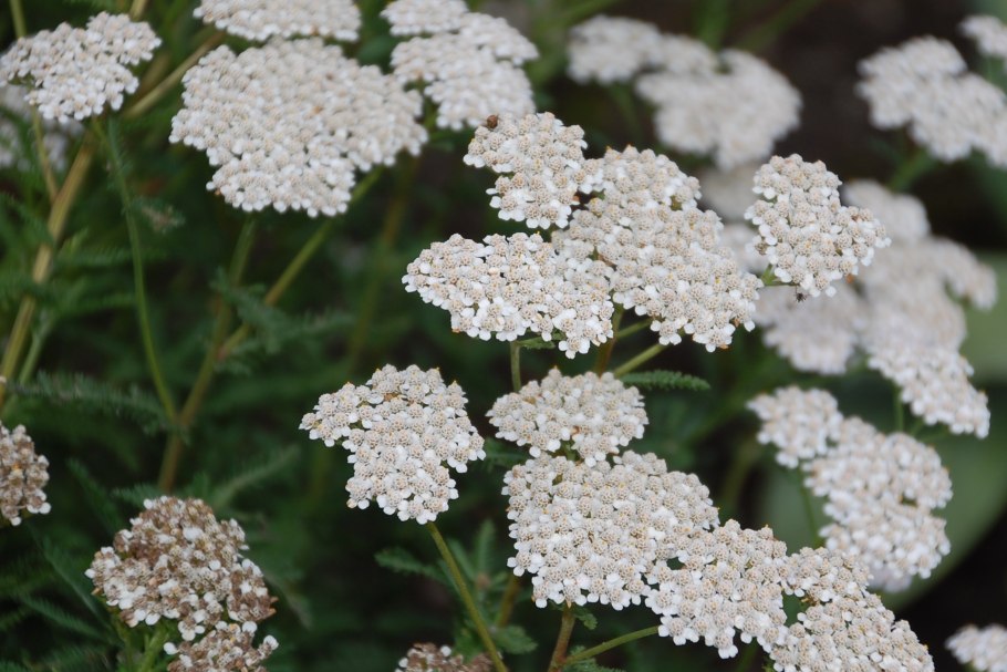 Achillea setacea