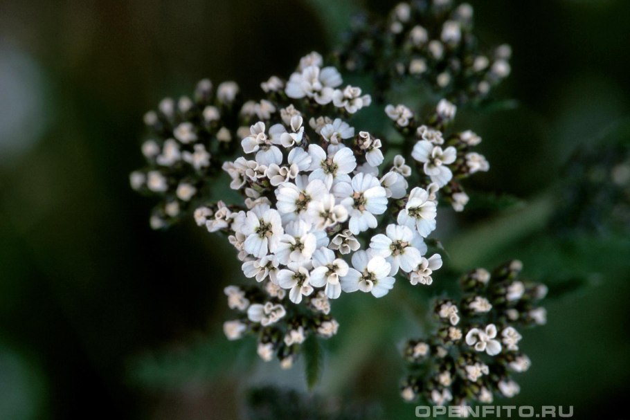 Тысячелистник Альпийский