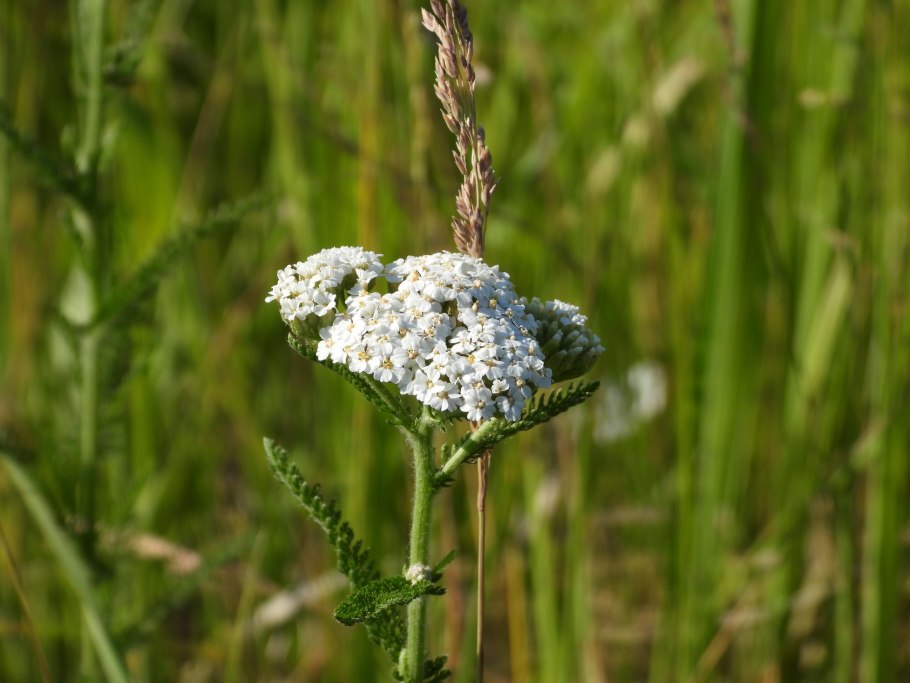 Тысячелистник щетинистый — Achillea setacea