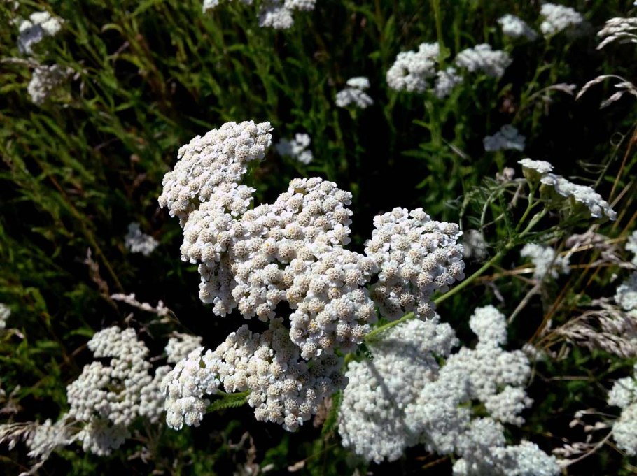 Тысячелистник щетинистый — Achillea setacea