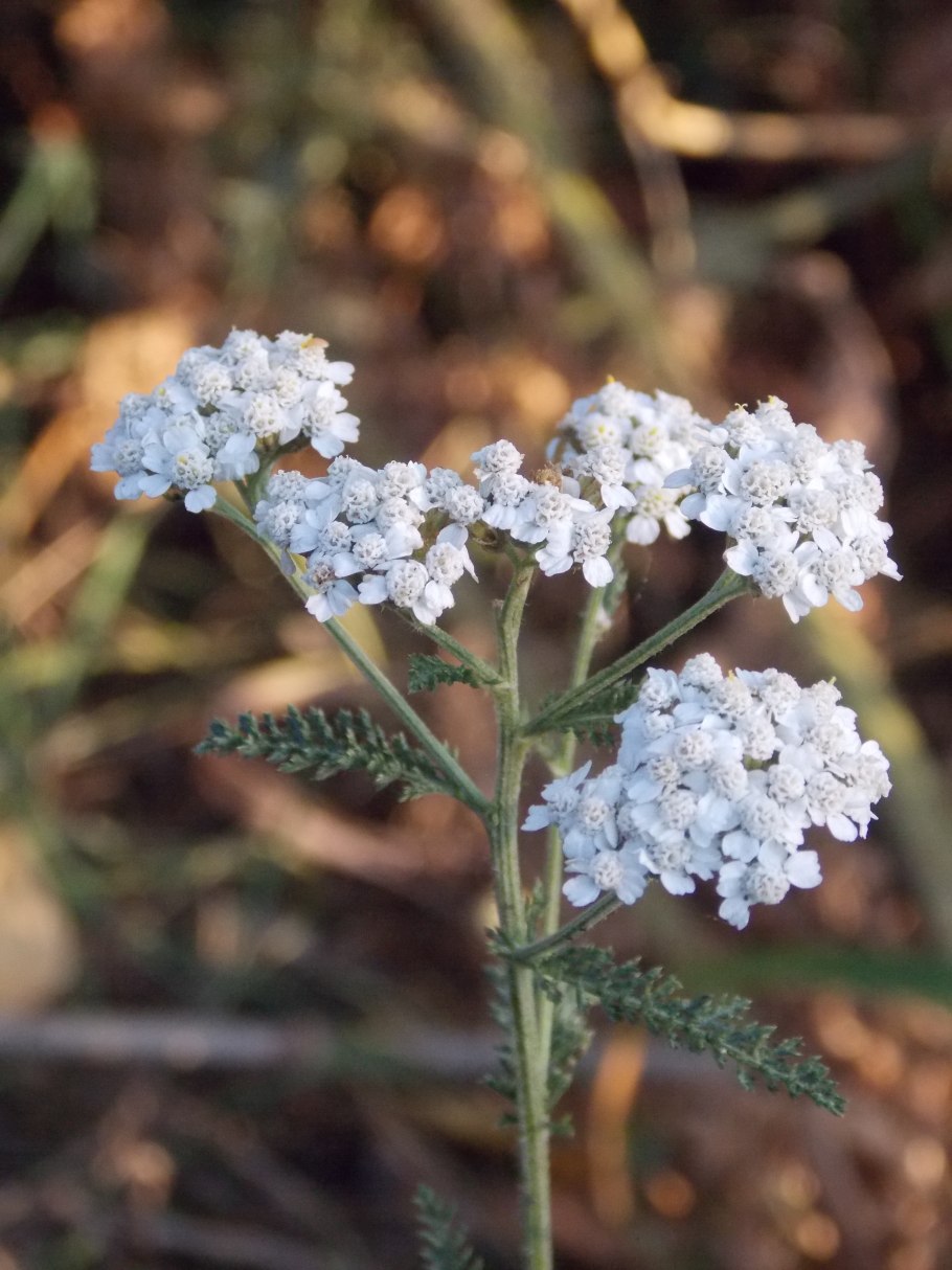 Тысячелистник Вишневая Королева