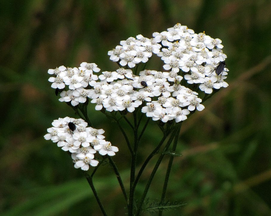 Тысячелистник обыкновенный (Achillea millefolium)