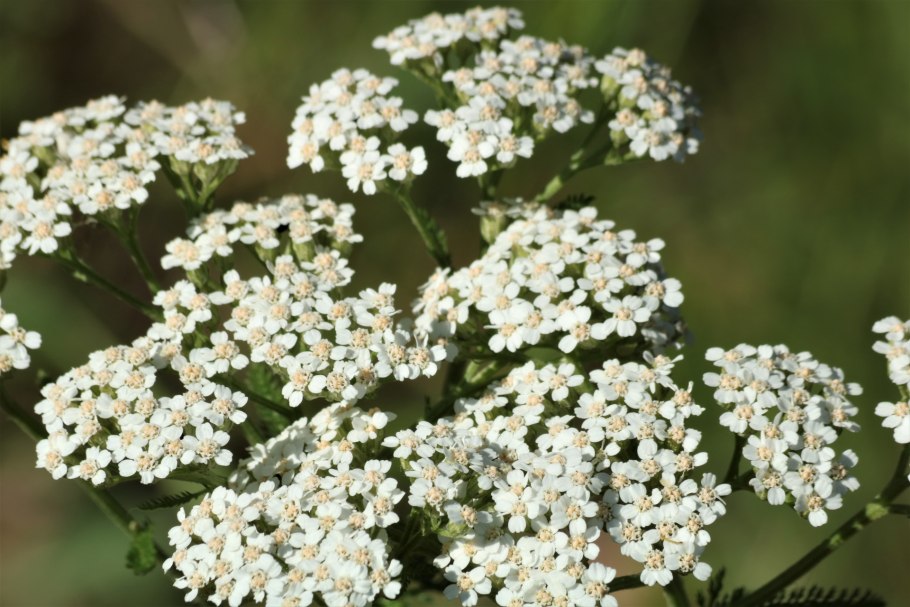 Achillea millefolium гербарий