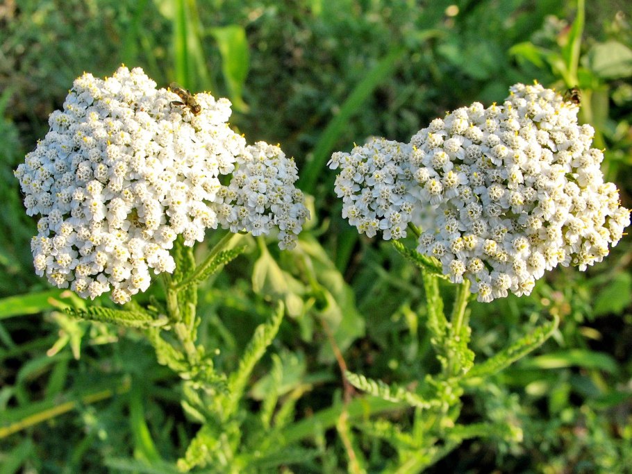 Тысячелистник сорняк