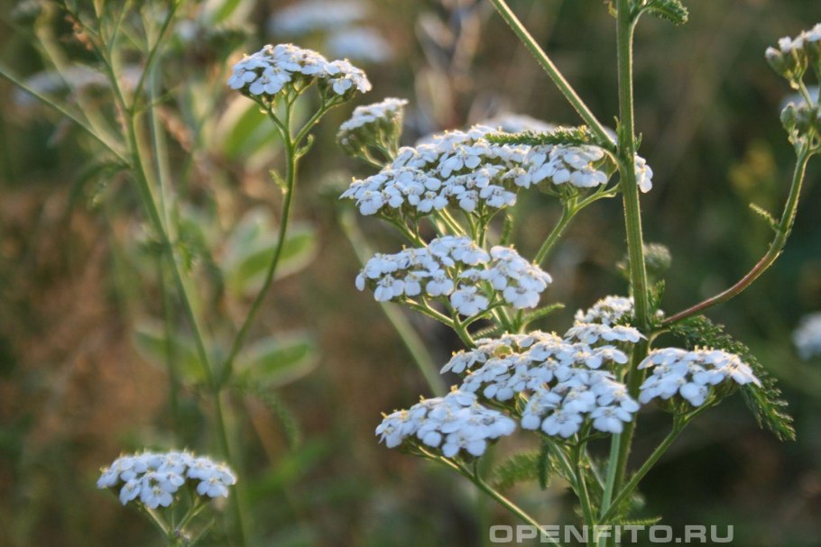 Полевые цветы тысячелистник