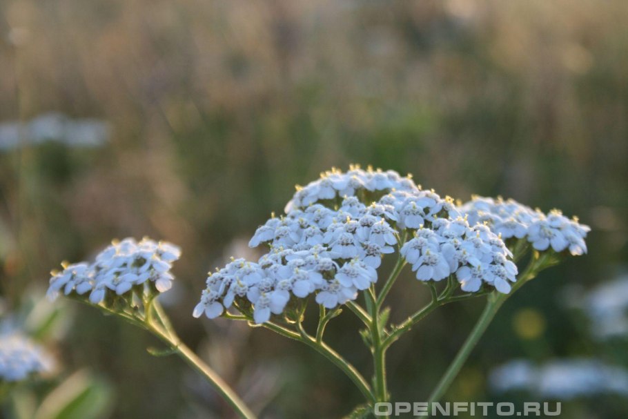 Тысячелистник Лаура