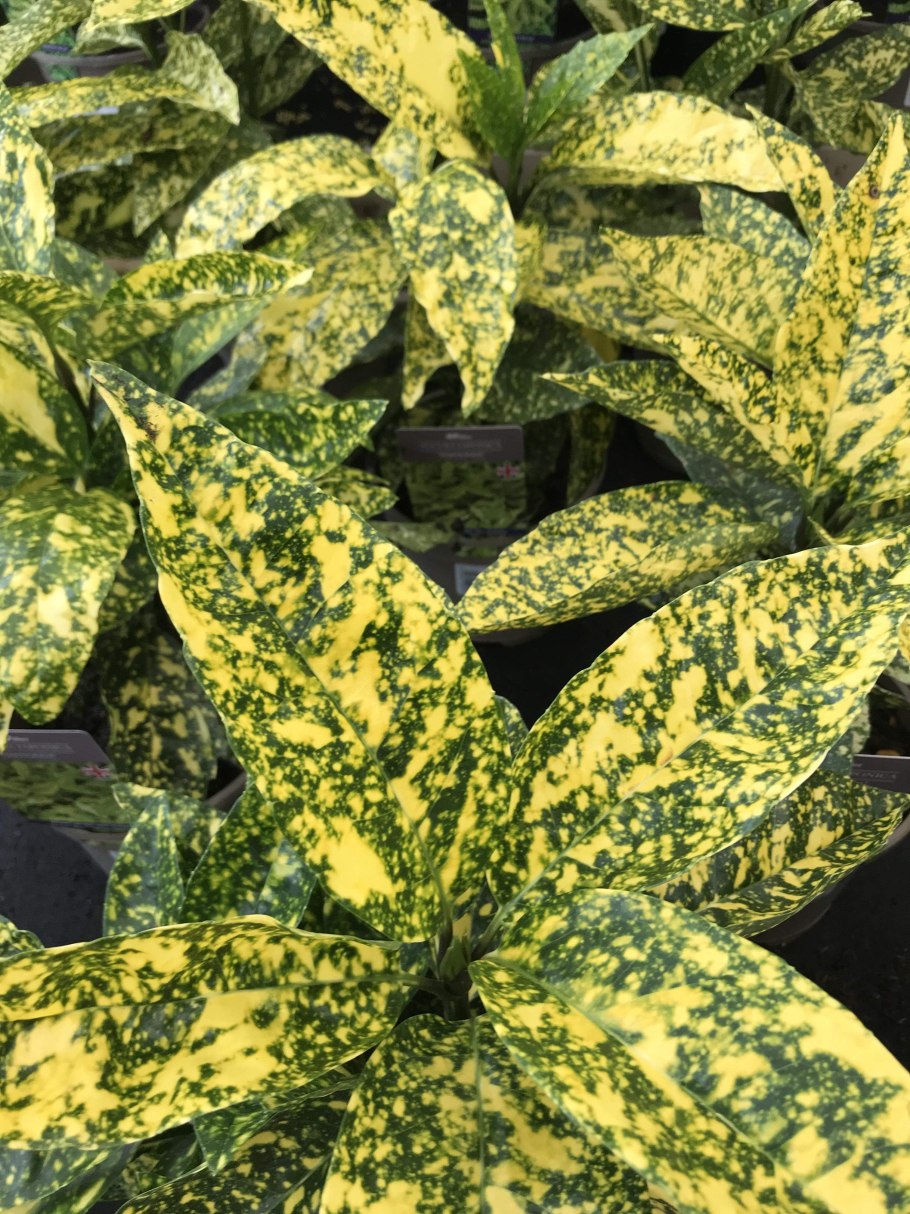 Трипсы на аукубе японской