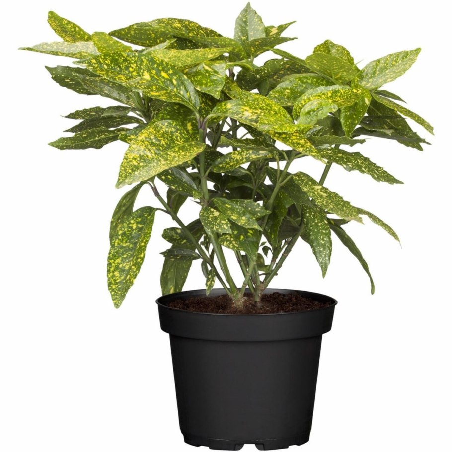 Dormant aphids for the Season