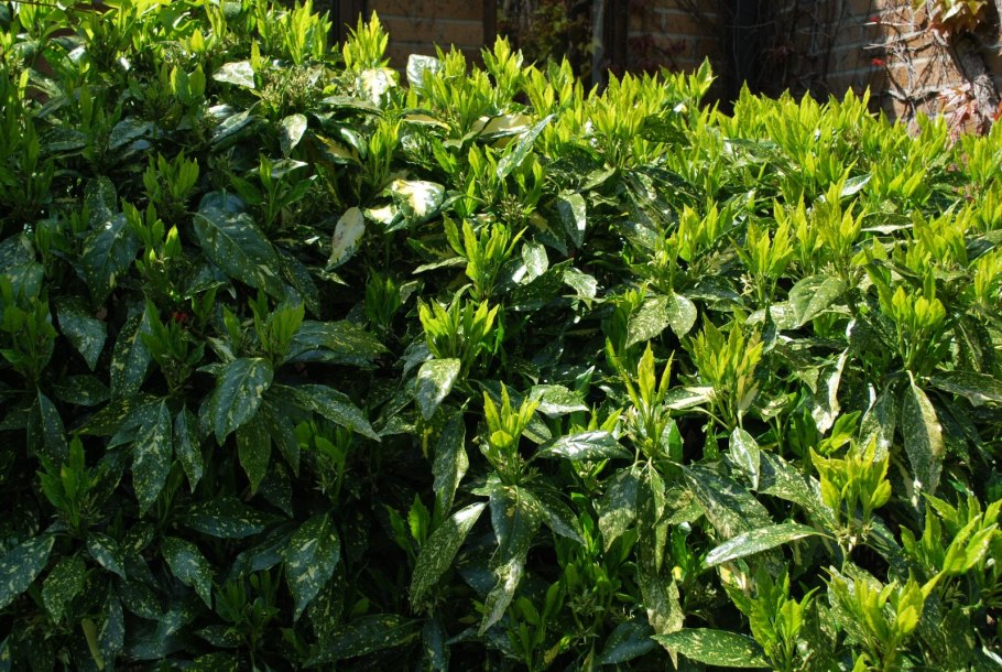 Кротон аукуба Видный