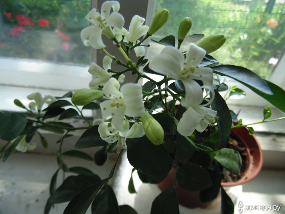 Мурайя комнатное растение