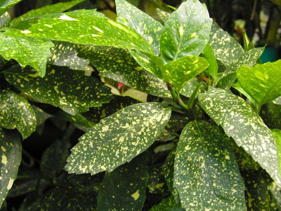 Аукуба золотое дерево