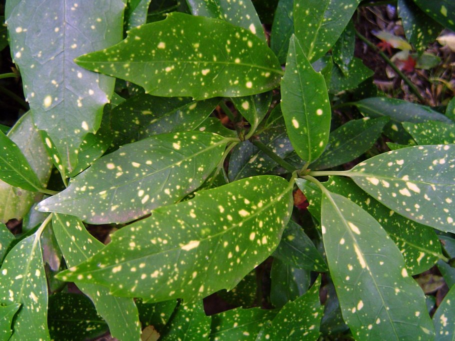 Аукуба Кротонифолия