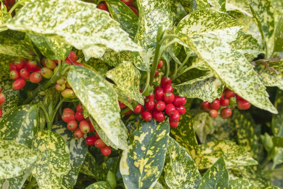 Аукуба Aucuba japonica