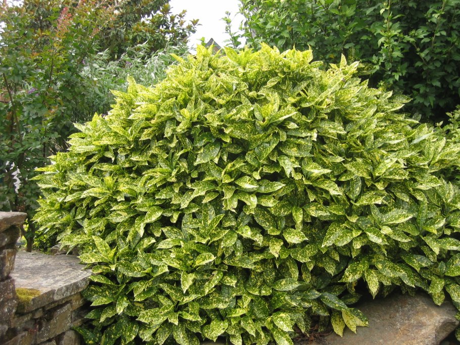 Aucuba japonica variegata
