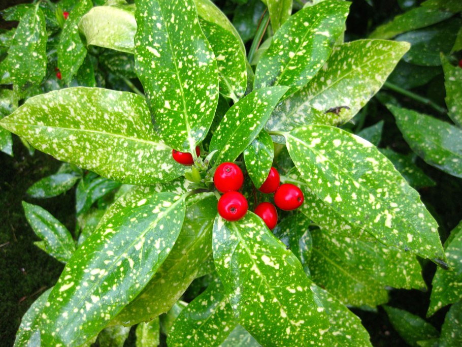 Аукуба вечнозеленая