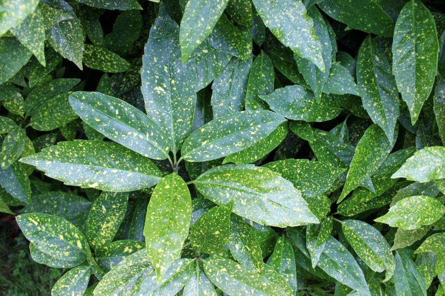 Аукуба вечнозеленая