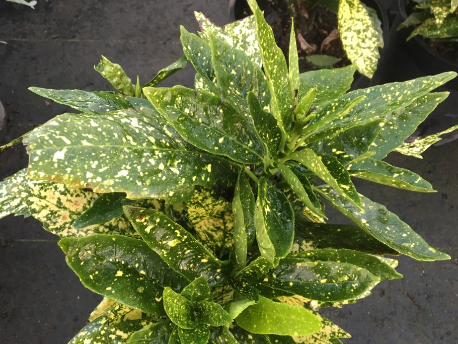 Аукуба золотое дерево