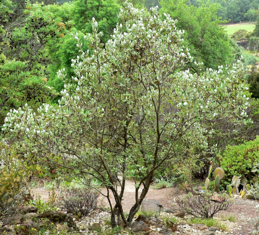 Гаррия иссакуахенская