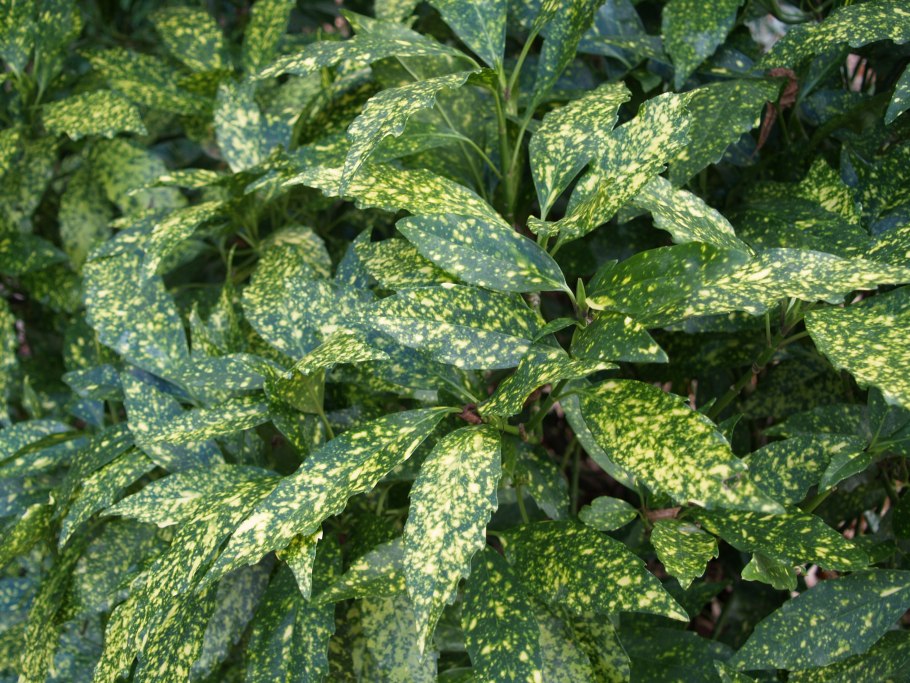 Аукуба japonica variegata