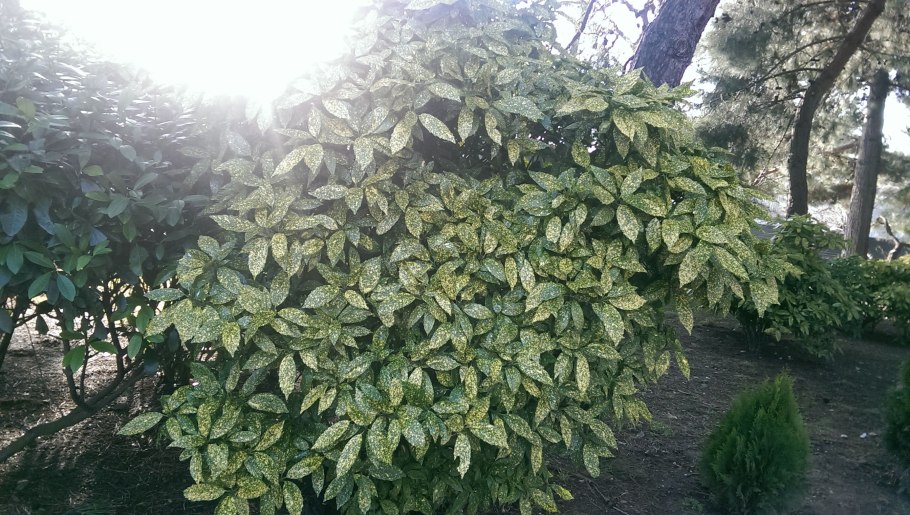 Аукуба Японика Вариегата