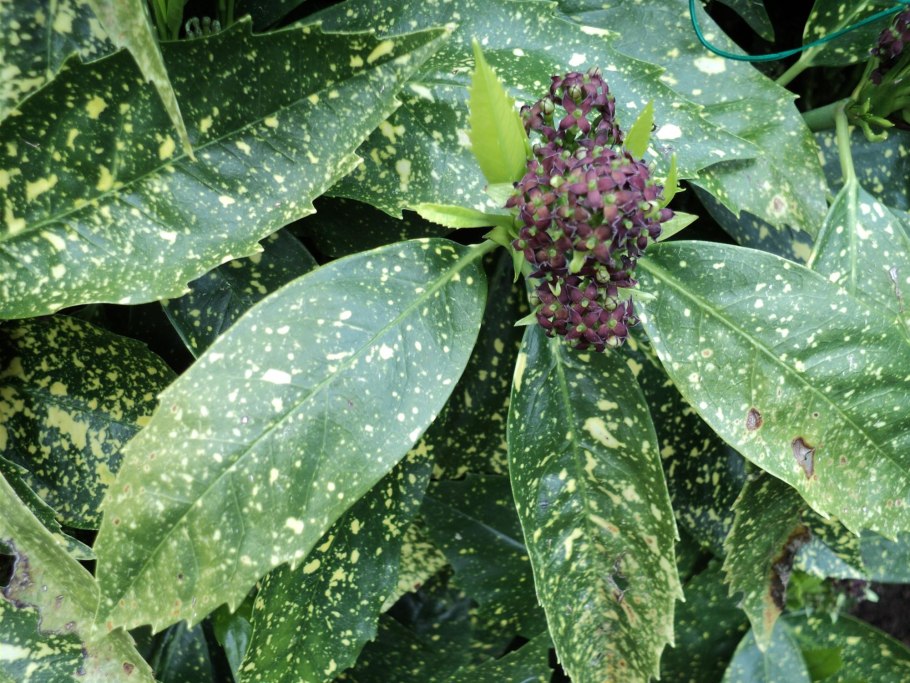 Аукуба-мозаика картофеля