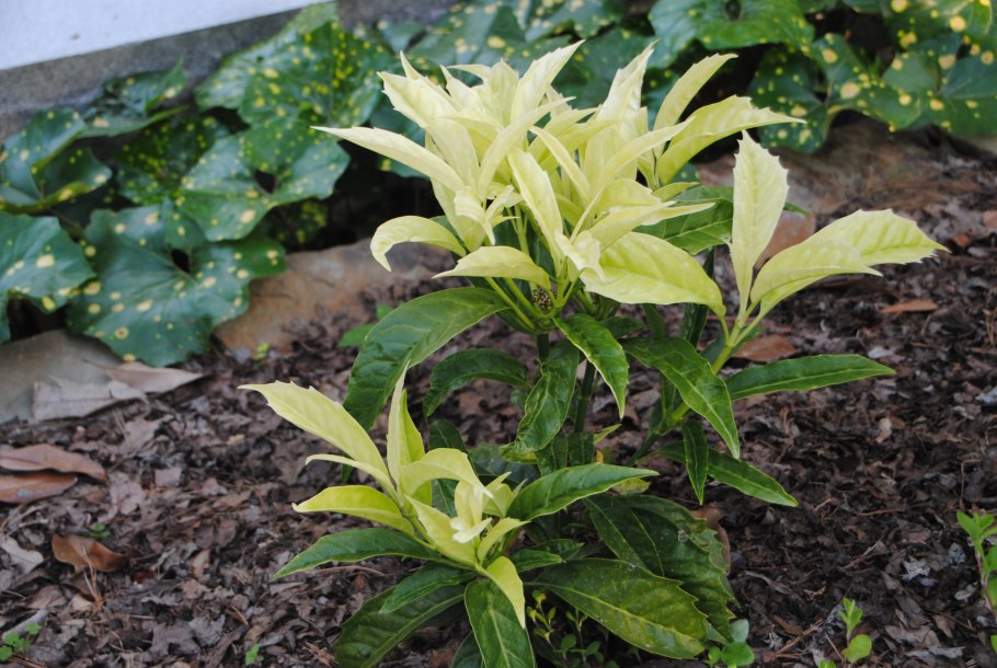 Аукуба Японика