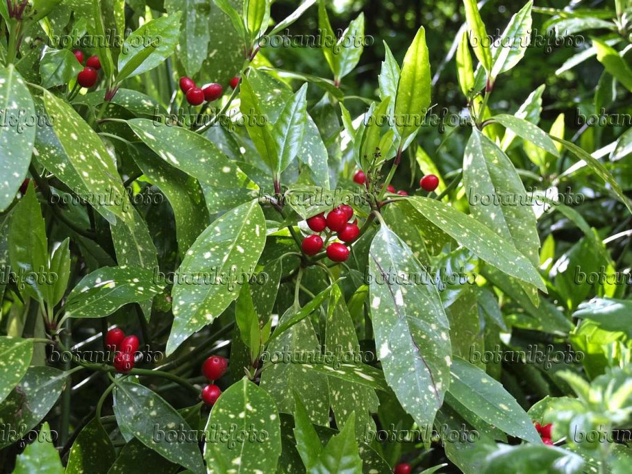 Аукуба гималайская