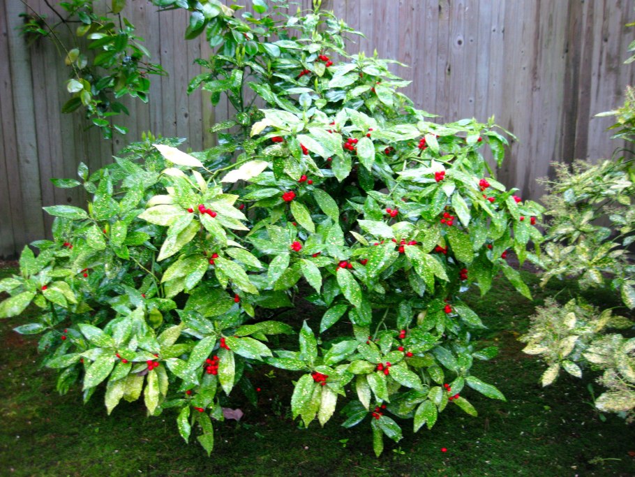 Аукуба бальзамическая