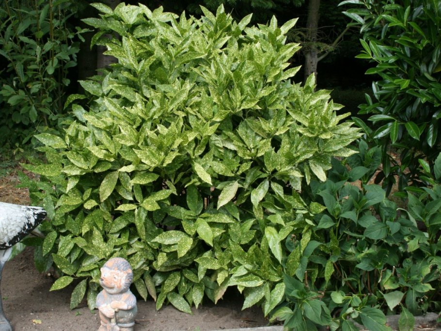 Аукуба-мозаика картофеля