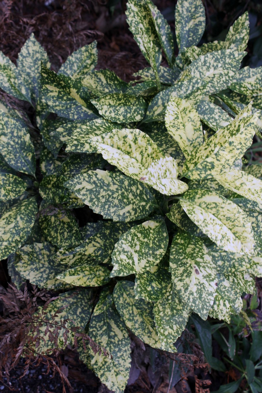 Лисиьч куст цветы в пищу