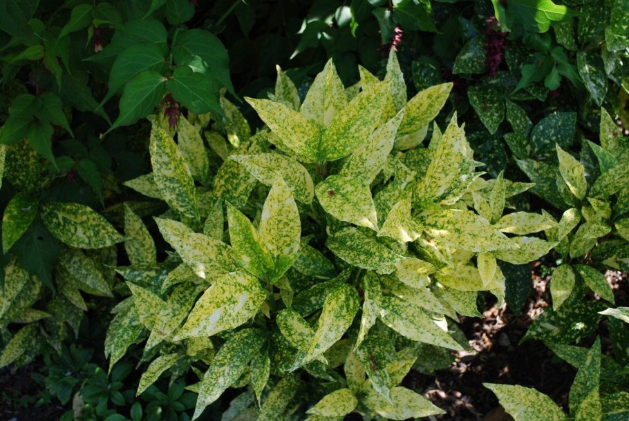 Вечнозеленые кустарники аукуба