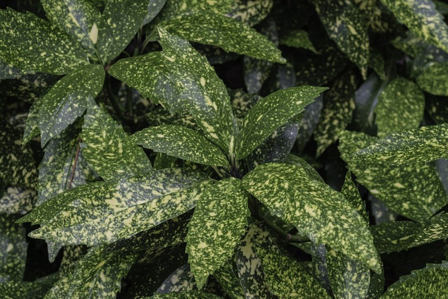 Аукуба кротонолистная