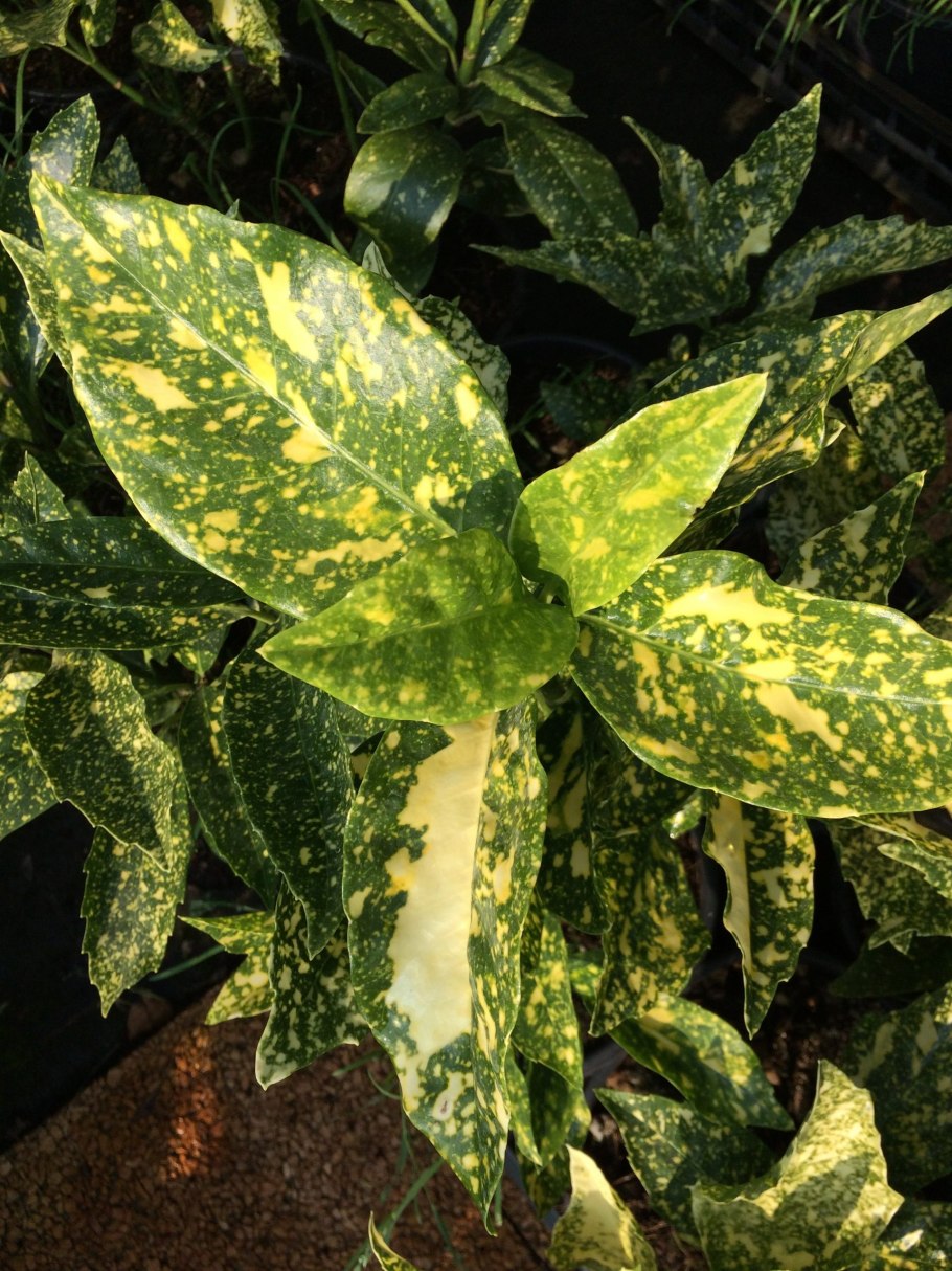 Аукуба Голден Кинг