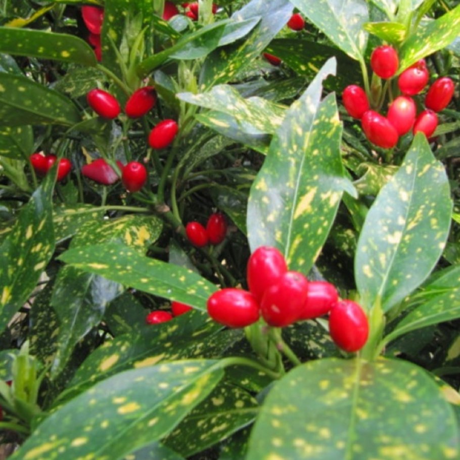 Аукуба пиктурата