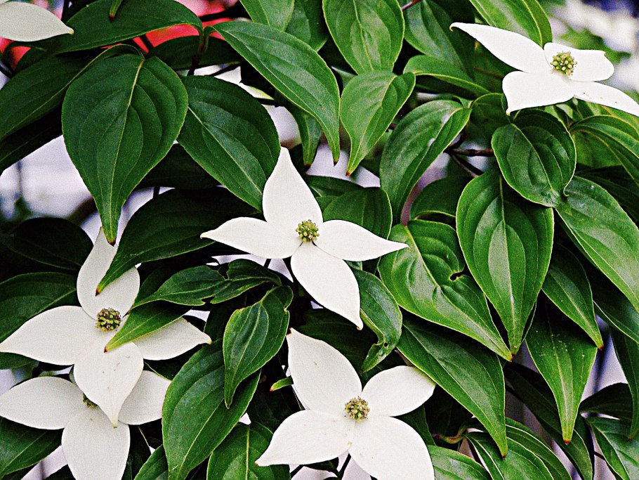 Aucuba japonica "Golden King"