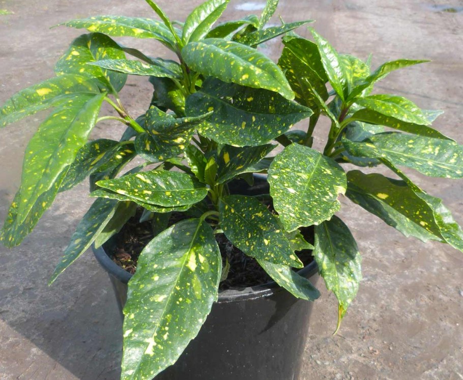 Аукуба японика