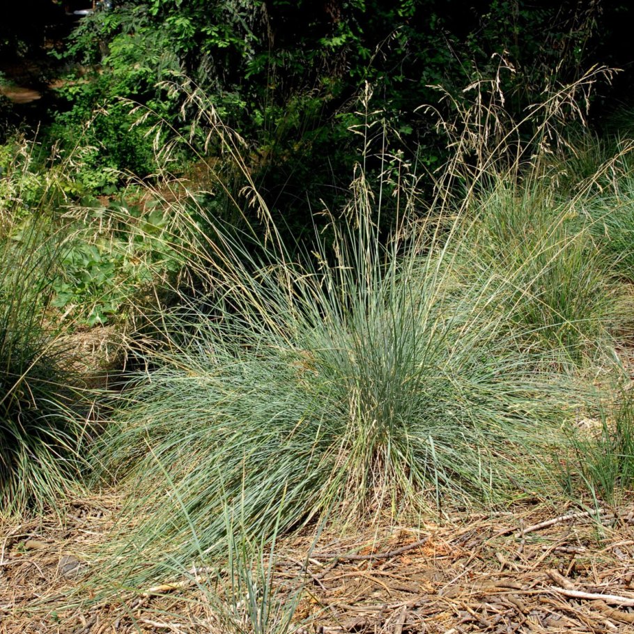 Овсяница Мейери