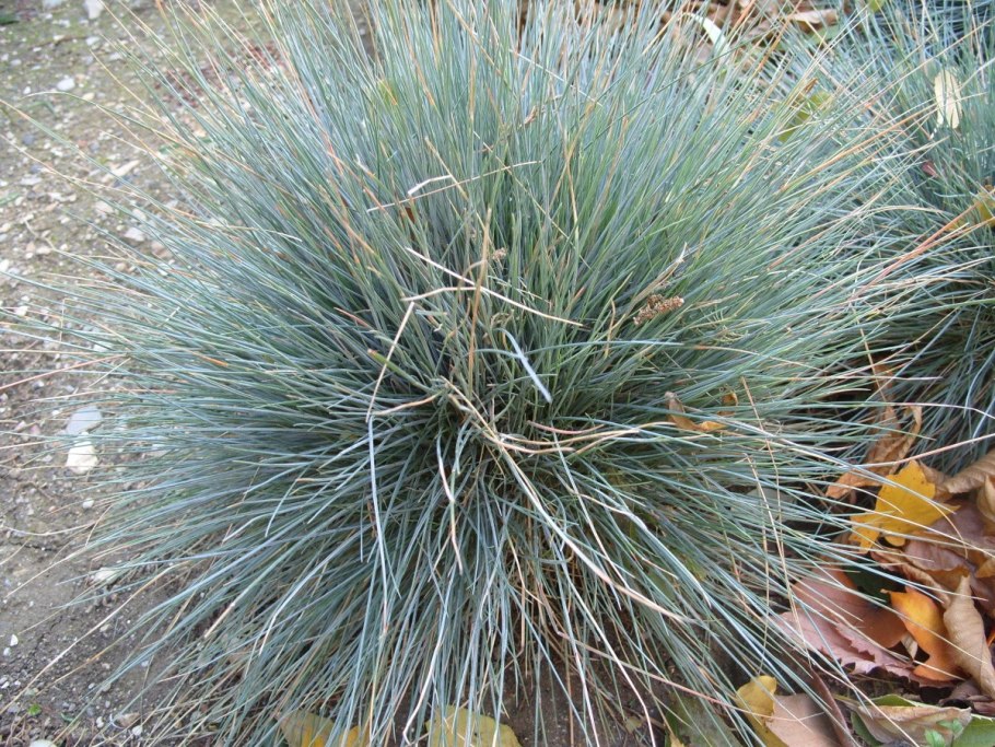 Овсяница Эйсвогель v2 tim