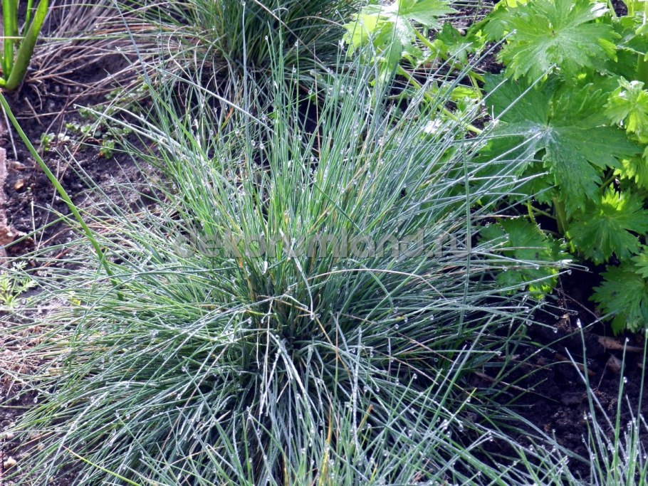 Овсяница Готье