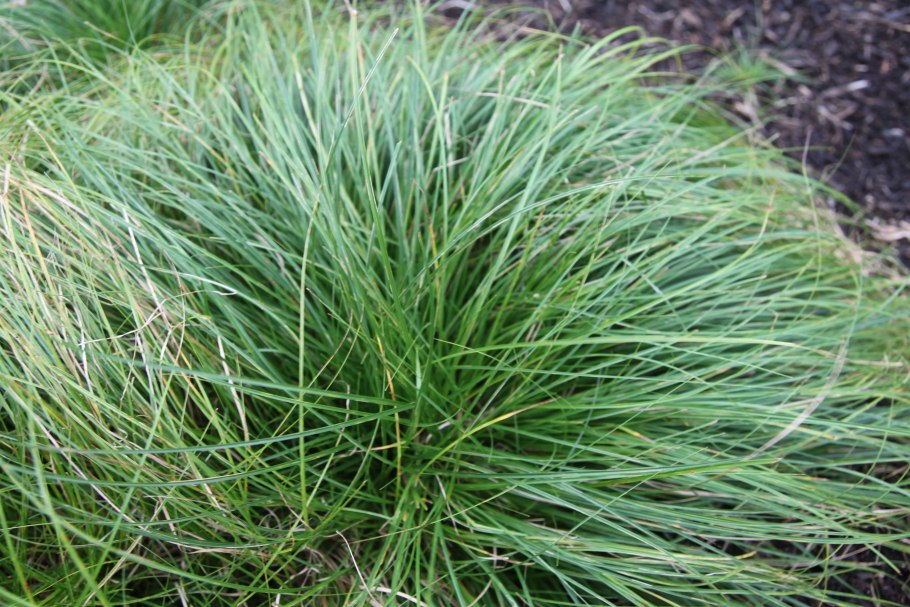 Овсяница ушковатая