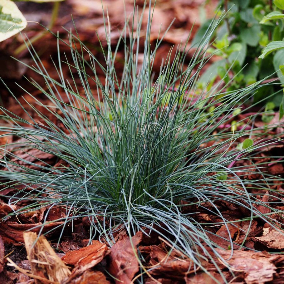 Овсяница метельчатая (Festuca Scoparia)