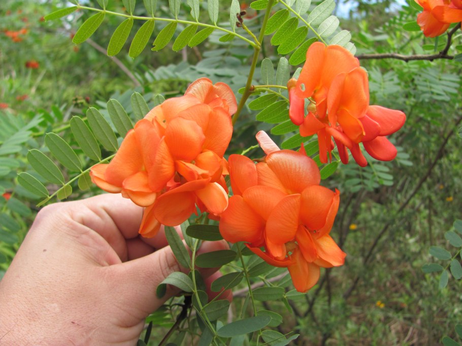 Сесбания крупноцветковая Меконг