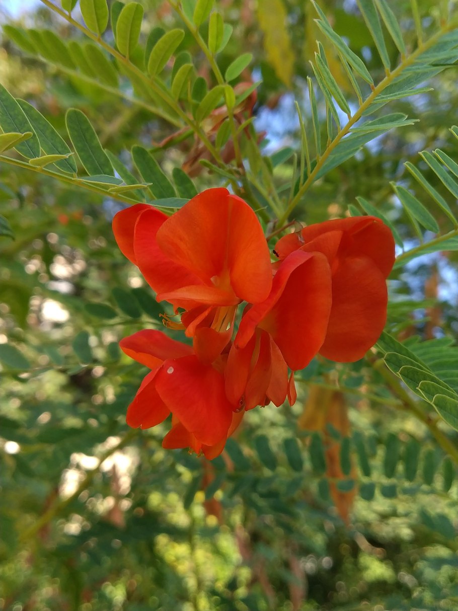 Сесбания Меконг