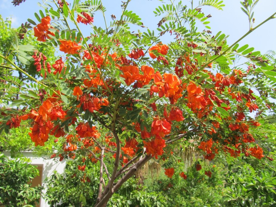 Сесбания крупноцветковая Меконг