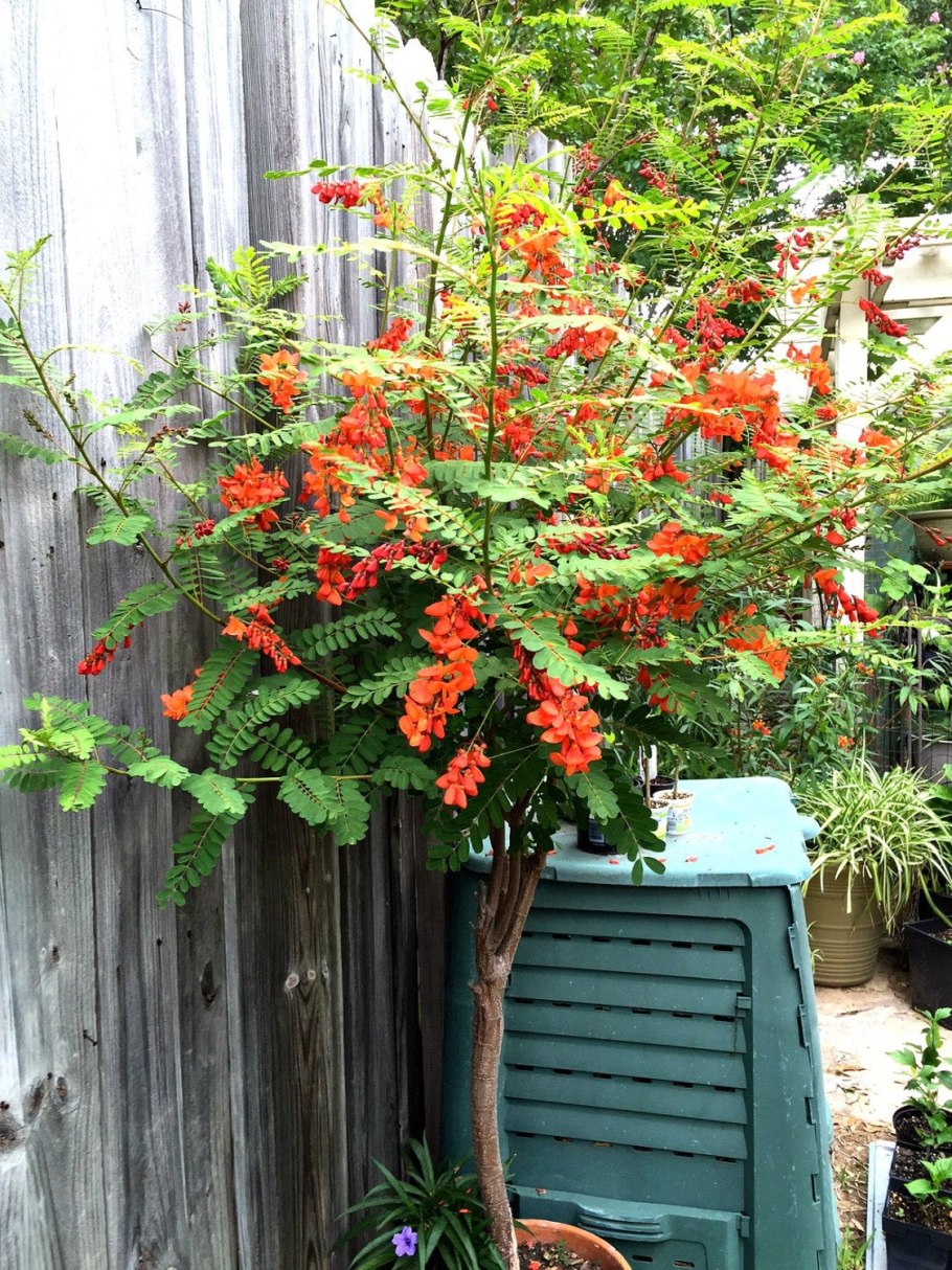 Сесбания крупноцветковая Меконг