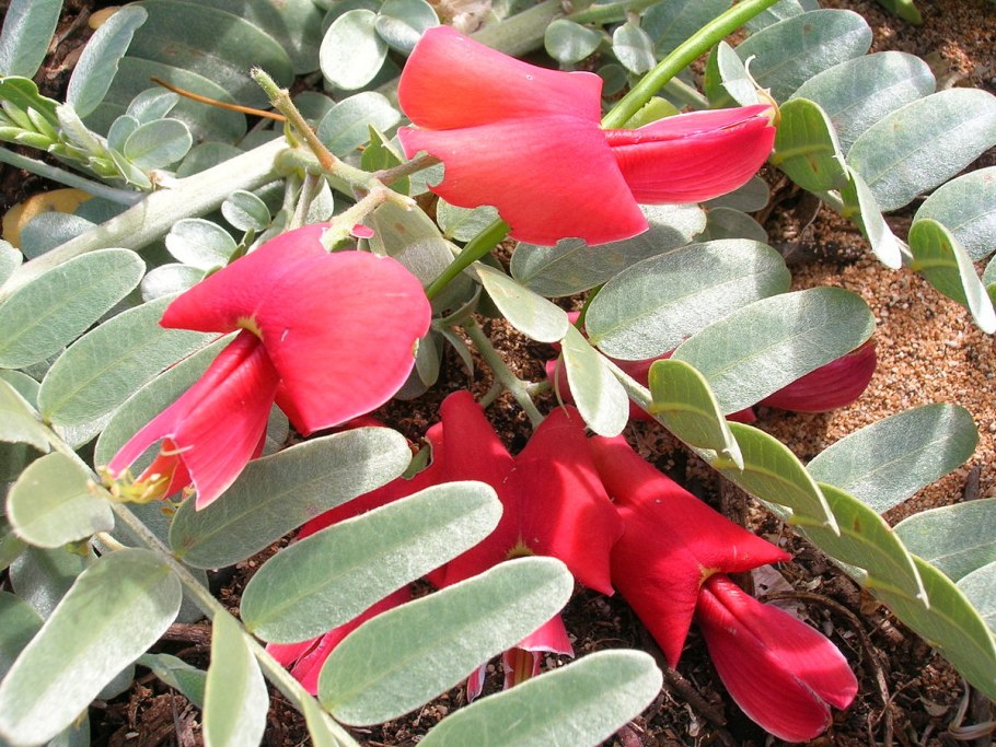 Цветок Сесбания крупноцветковая Меконг