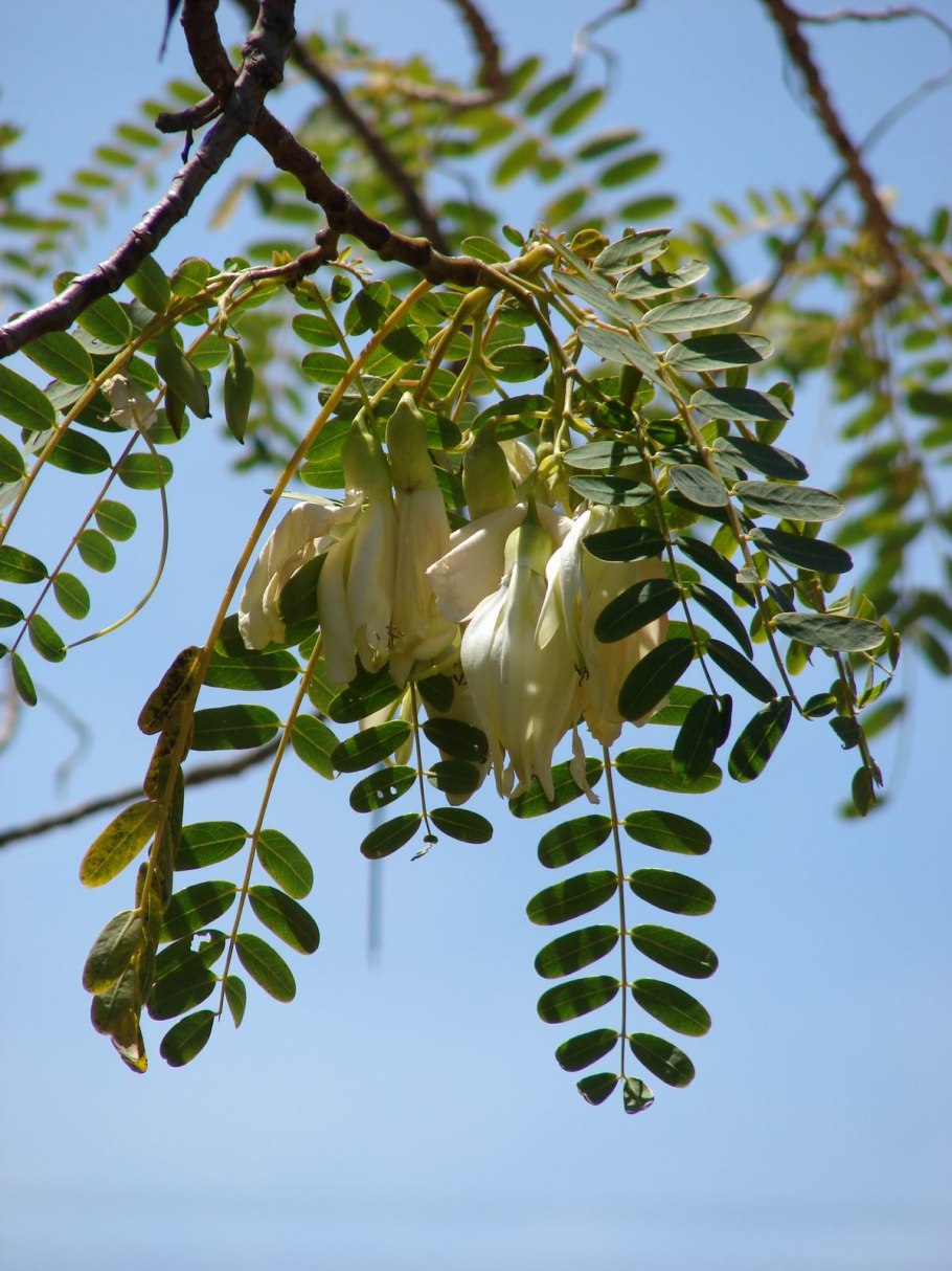 Сесбания крупноцветковая Меконг 3 шт.