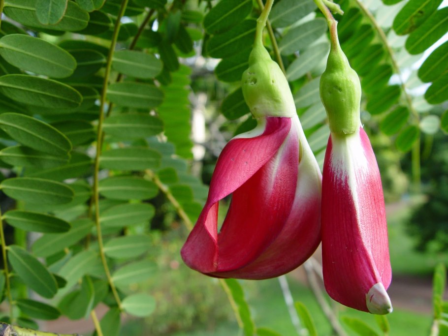 Сесбания крупноцветковая Меконг